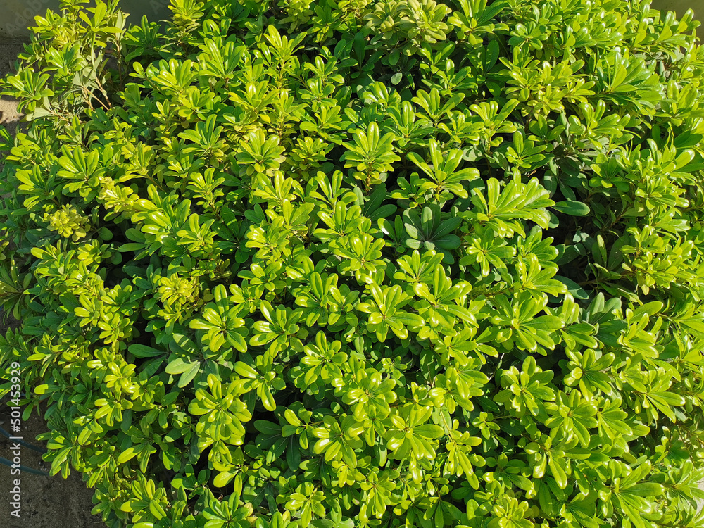 Floral background. Shrub with beautiful bright green small leaves. View from above. Floral background. Shrub with beautiful bright green small leaves. View from above.