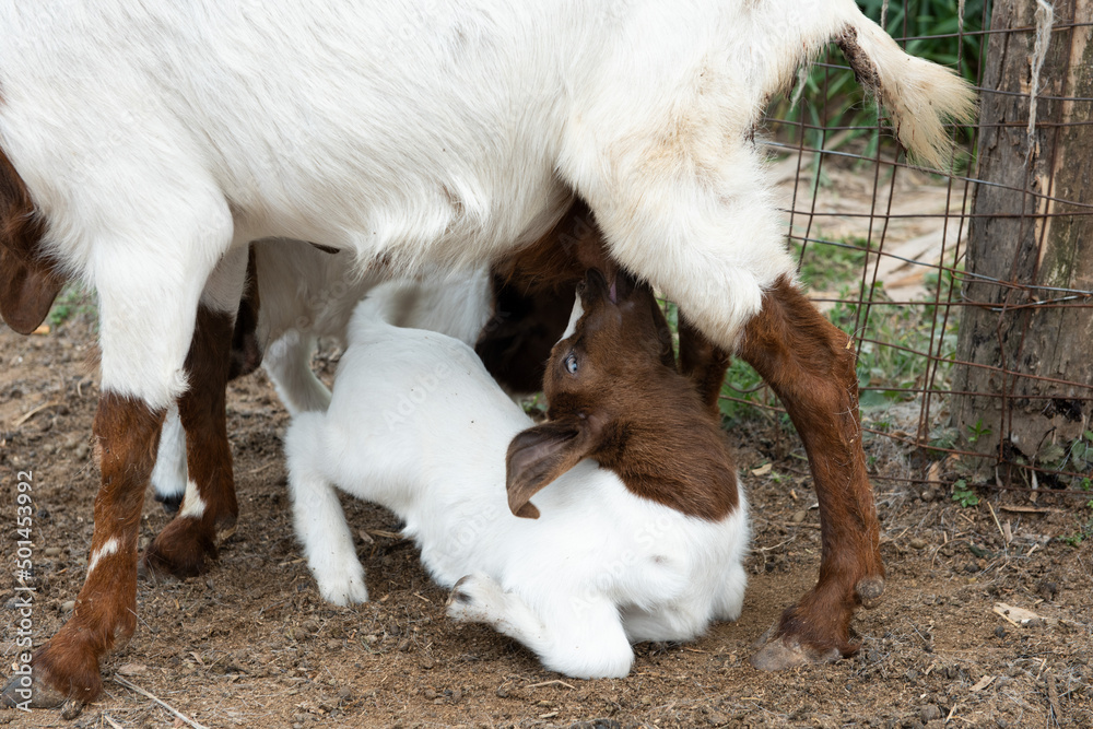 Close up of a mother goat Suckling Lamb Close up of a mother goat Suckling Lamb