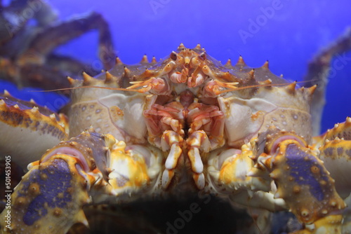 King crab in market aquarium