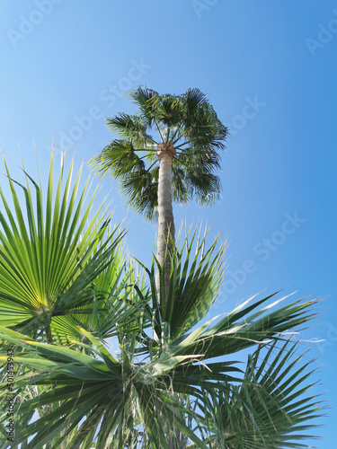 Bottom view of a palm tree against a blue  cloudless sky.