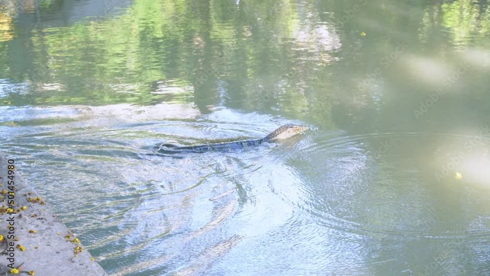 The varanus salvator is swimming in a pond on a nature background. It is a large lizard native. The varanus salvator is swimming in a pond on a nature background. It is a large lizard native.