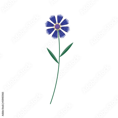 Blue cornflower flower on a white background