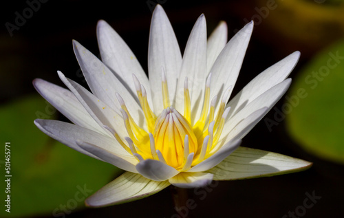 Fototapeta Naklejka Na Ścianę i Meble -  Beautiful Single White Water Lily 