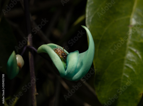 Honey Bee Pollinating Blue Jade Vine Plant