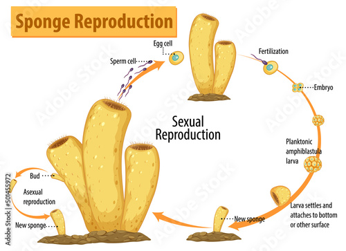 Diagram showing sponge reproduction