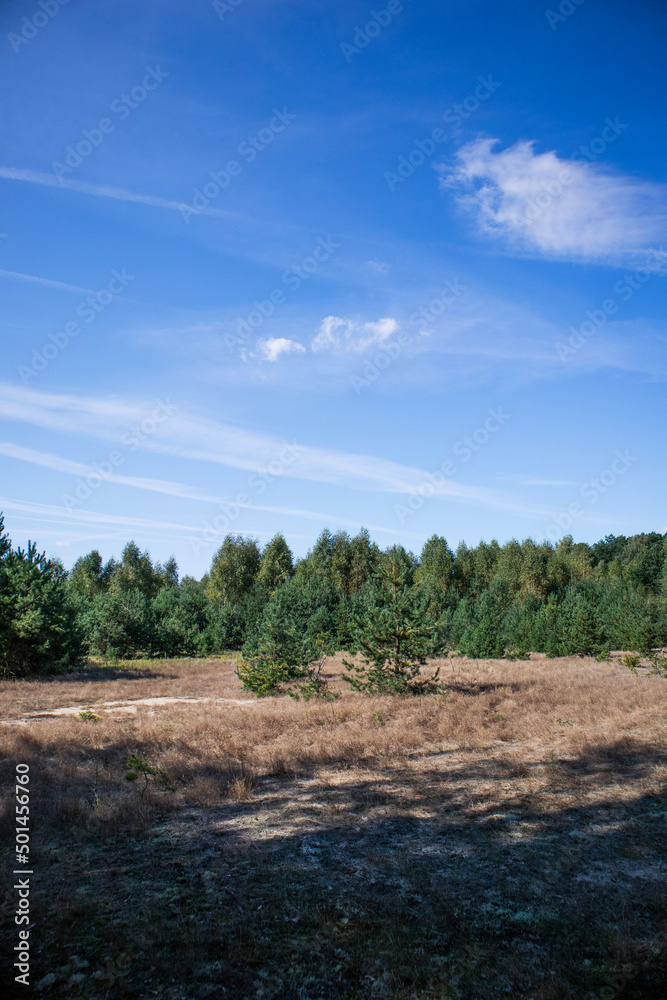 Fototapeta premium Beautiful meadow with young and small evergreen trees and dry grass