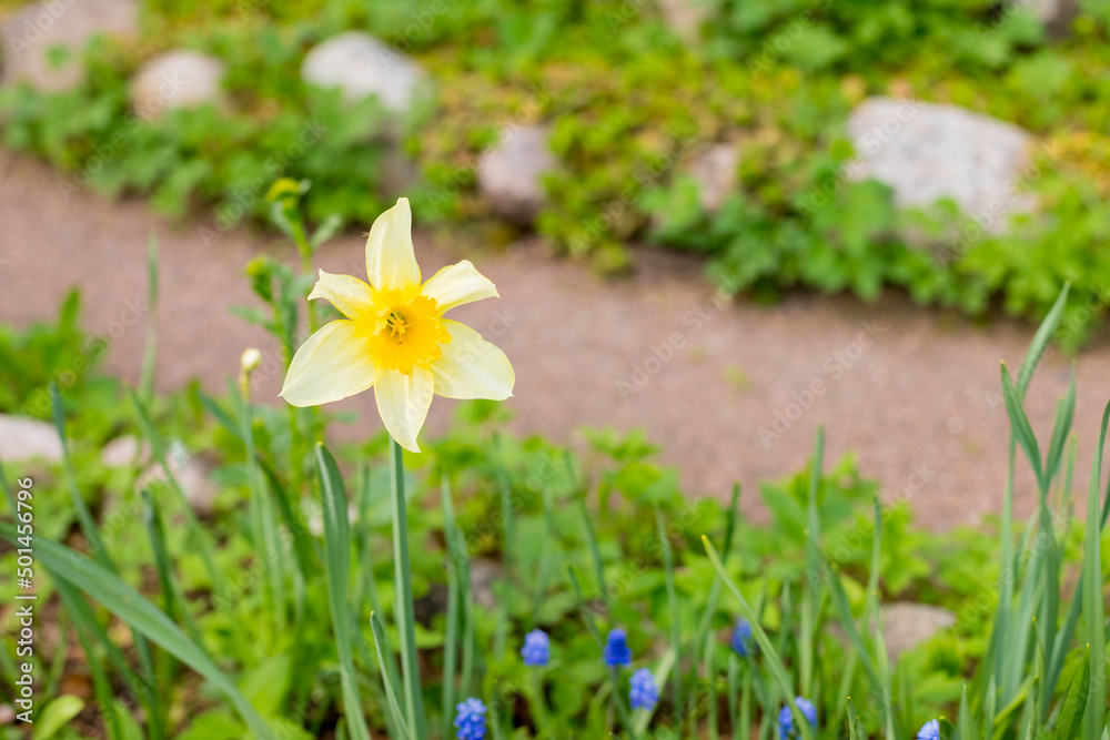 Yellow soft daffodil flower with green leaves in the park outdoor. Beautiful narcissus spring blossom under sunlight in the garden and natural background at spring or summer season. Nature concept. Yellow soft daffodil flower with green leaves in the park outdoor. Beautiful narcissus spring blossom under sunlight in the garden and natural background at spring or summer season. Nature concept.