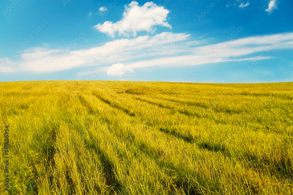 beautiful summer fields