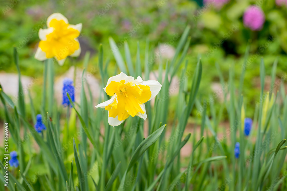 Yellow soft daffodil flower with green leaves in the park outdoor. Beautiful narcissus spring blossom under sunlight in the garden and natural background at spring or summer season. Nature concept. Yellow soft daffodil flower with green leaves in the park outdoor. Beautiful narcissus spring blossom under sunlight in the garden and natural background at spring or summer season. Nature concept.