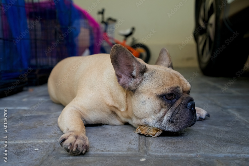 French bulldog lying with rawhide bone indoor.