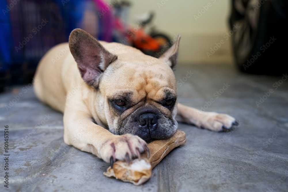 Frech Bulldog holding rawhide with her paw.
