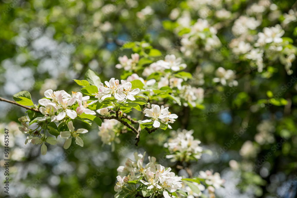 Large branch with white and pink apple tree flowers in full bloom in a garden in a sunny spring day, beautiful blossoms, floral background, Branches of a blossoming apple-tree Large branch with white and pink apple tree flowers in full bloom in a garden in a sunny spring day, beautiful blossoms, floral background, Branches of a blossoming apple-tree