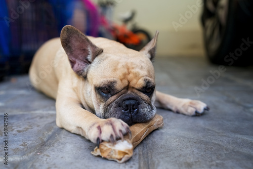 Frech Bulldog holding rawhide with her paw. © tienuskin