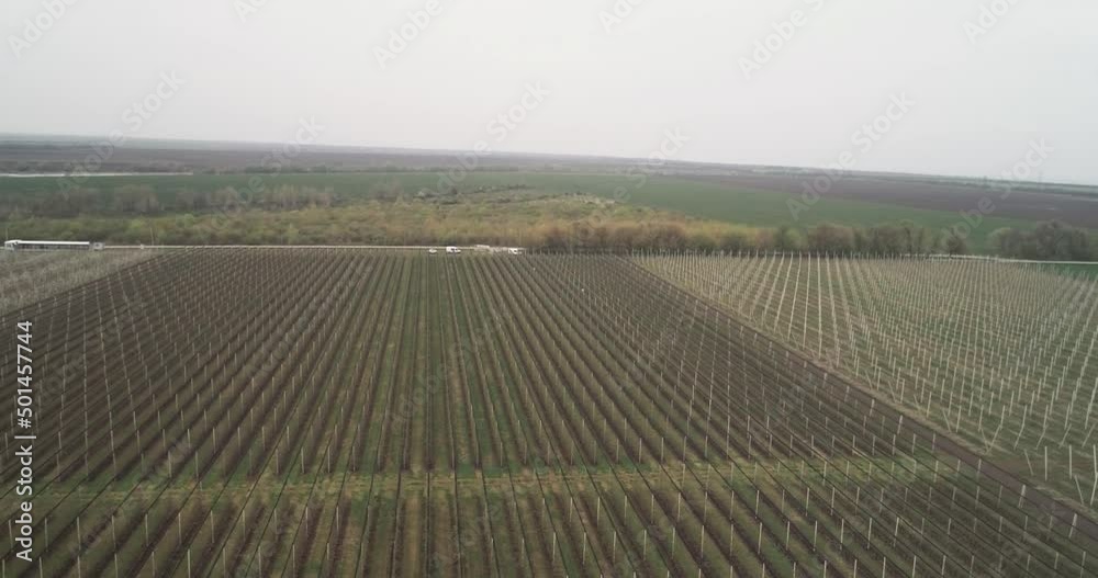 orbit drone shot over blooming apple orchard field orbit drone shot over blooming apple orchard field