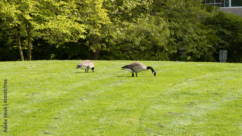 2 geese grazing in garden Vancouver Canada 2 geese grazing in garden Vancouver Canada