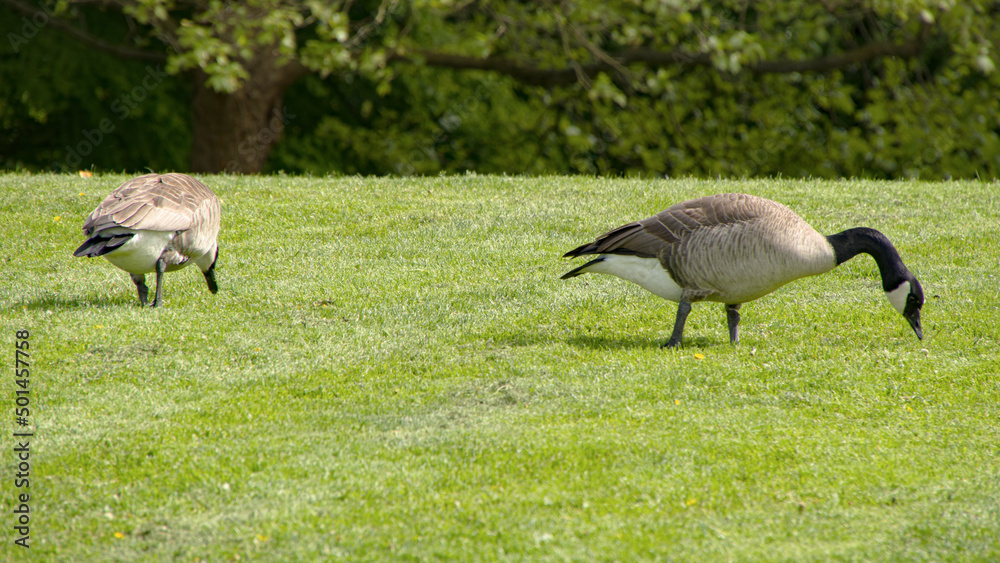 Close up 2 Canada goose in Vancouver Canada Close up 2 Canada goose in Vancouver Canada
