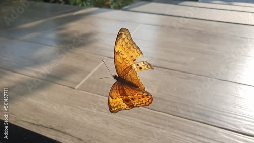 Orange butterfly with broken wings and injured , Danainae is a subfamily of the family Nymphalidae