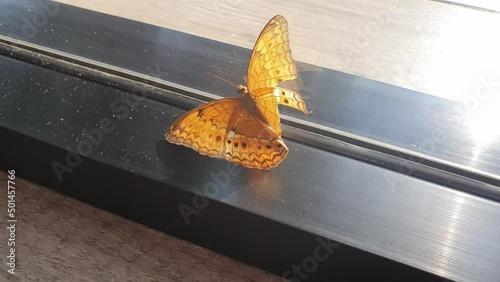 Orange butterfly with broken wings and injured , Danainae is a subfamily of the family Nymphalidae