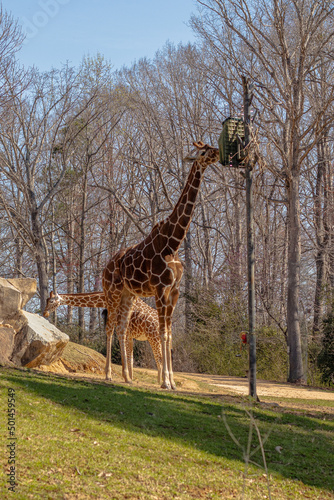 Photography giraffe in the zoo