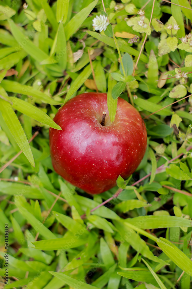 Red apple falling on green grass. Red apple falling on green grass.