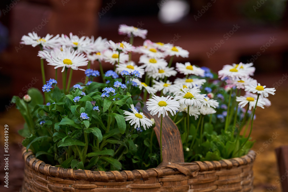 Wild daisies in a rustic basket