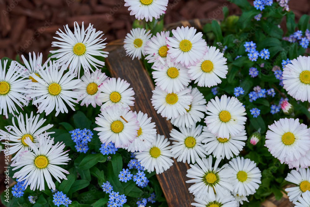 Fototapeta premium Wild daisies in a rustic basket