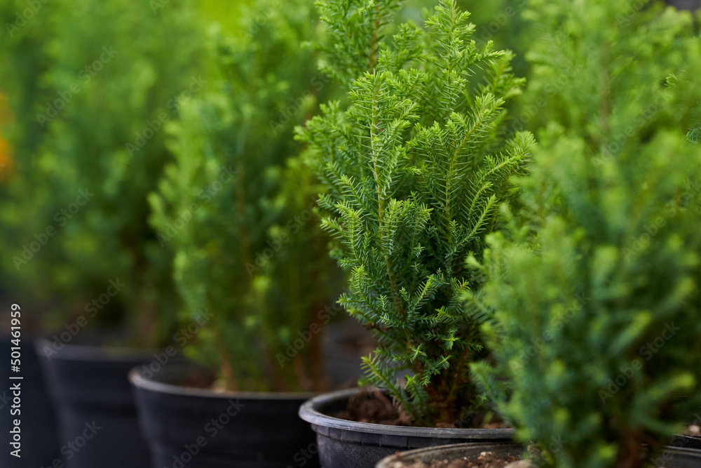 Potted ornamental pine trees Potted ornamental pine trees