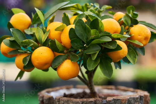 Valokuvatapetti Little mandarin tree with fruits