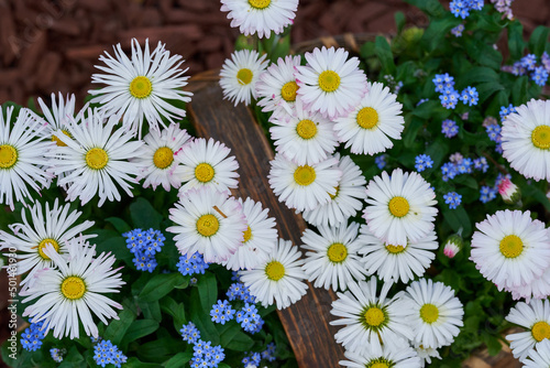 Wild daisies in a rustic basket