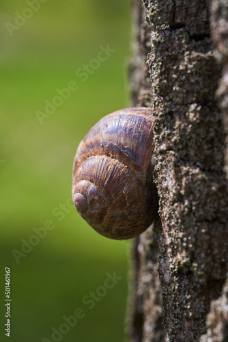 Snail clinging on a tree bark