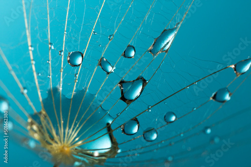 Spring dandelion seed with water drops Macro photo. Beauty background of nature.