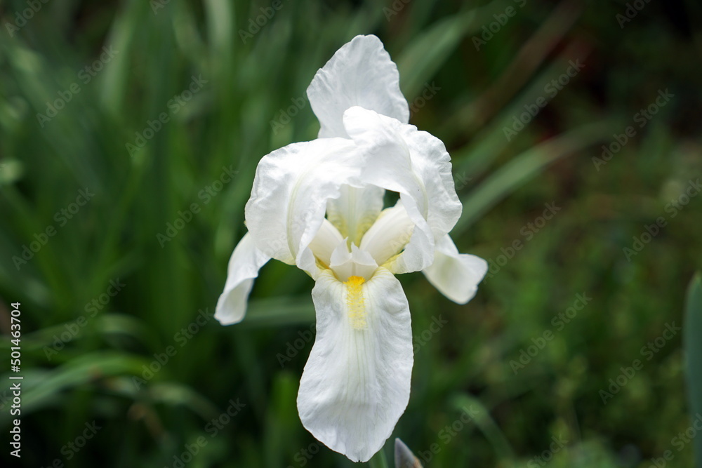Fototapeta premium Iris