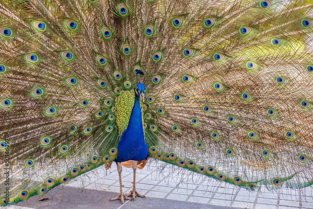 Obraz premium peacock and its beautiful plumage close-up in nature