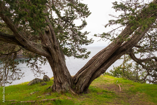 A cedar tree split at the trunk © Harrison