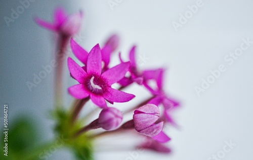 small pink flowers