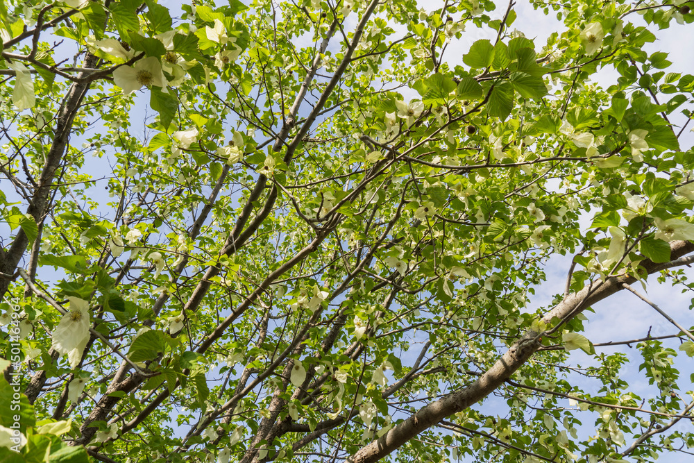 白い花が咲いたハンカチノキ（Davidia involucrata）【日本・4月】／ミズキ科