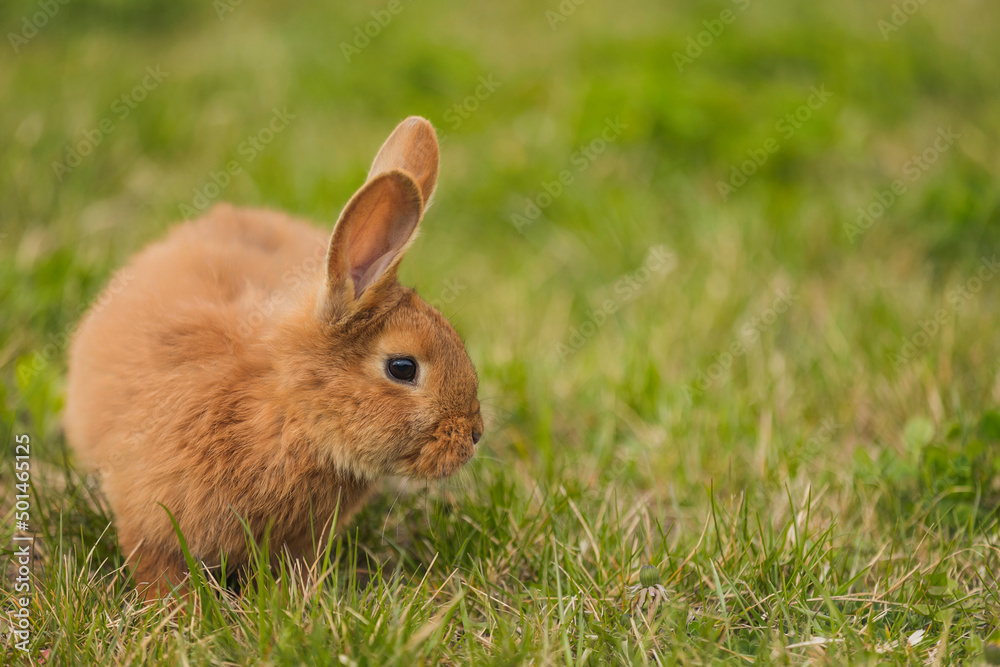orange rabbit on the lawn grazes the grass orange rabbit on the lawn grazes the grass