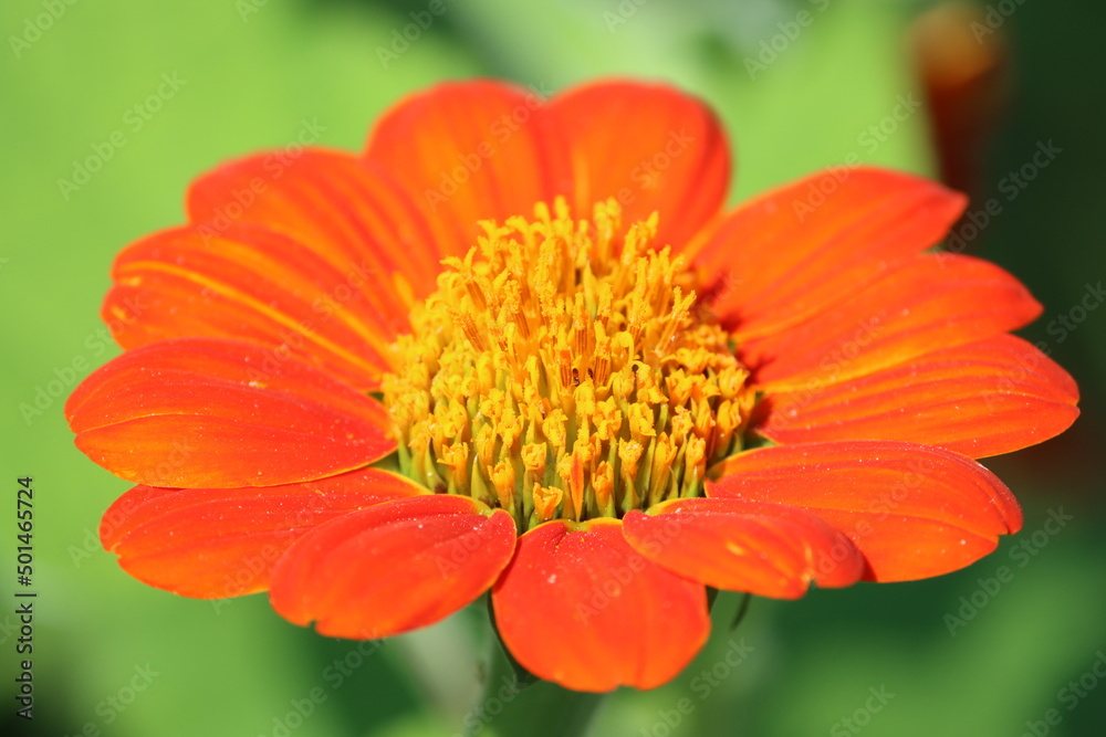 Cambodia. The red sunflower or Mexican sunflower is a plant in the family Asteraceae, which is native to the warmer and moister parts of North America. Siem Reap province. Cambodia. The red sunflower or Mexican sunflower is a plant in the family Asteraceae, which is native to the warmer and moister parts of North America. Siem Reap province.