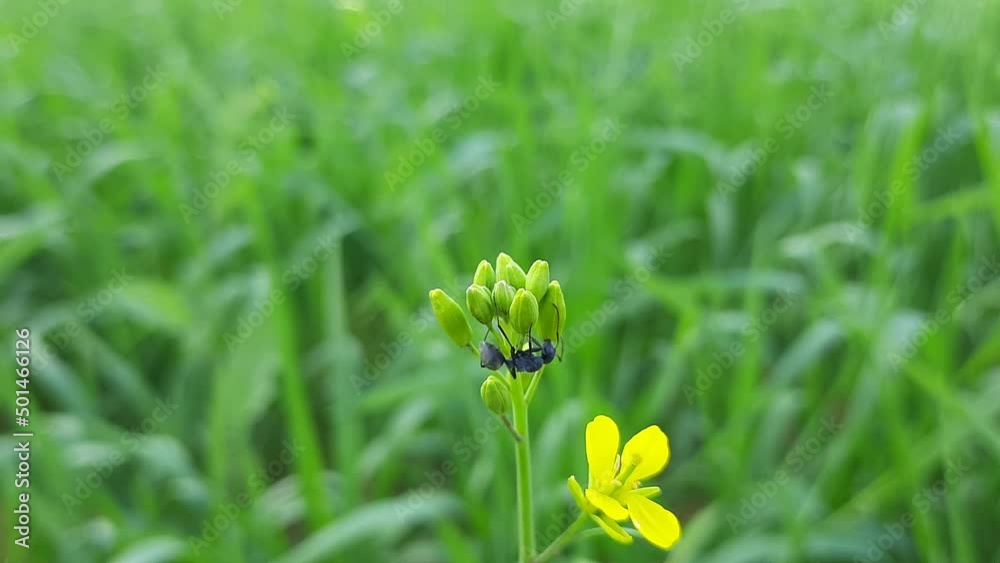 A black Ant on the Mustard flower in Wheat field background. An ant climbed on a Mustard flower. Agriculture concept.
A black Ant on the Mustard flower in Wheat field background. An ant climbed on a Mustard flower. Agriculture concept.