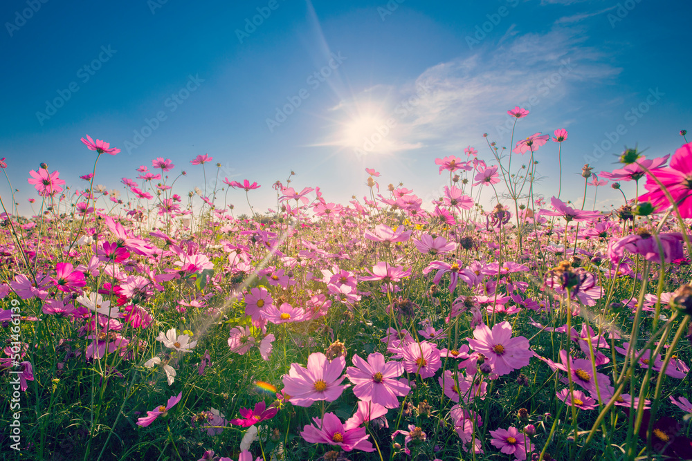 Natural view cosmos filed and sunset on garden background Natural view cosmos filed and sunset on garden background