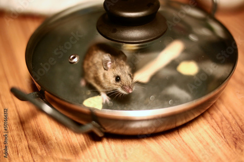 House mouse (Mus musculus) trapped in a kitchen pan photo
