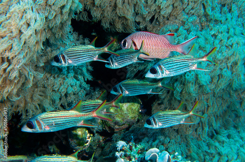 Gruppo di pesci scoiattolo, Neoniphon sammara, vicini a coralli molli del genere Xenia photo