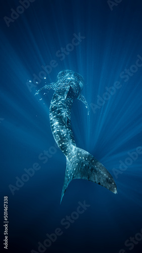 Whale Shark Descends into the abyss  © Javier
