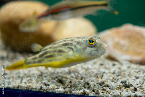 Tetraodon lineatus in the aquarium. Freshwater fish.