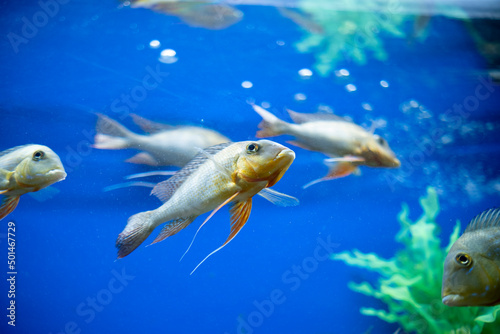 Geophaginae in the aquarium. Freshwater fish. photo