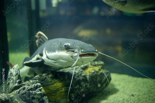Fototapeta Naklejka Na Ścianę i Meble -  Catfish in the aquarium. Phractocephalus hemioliopterus freshwater fish.