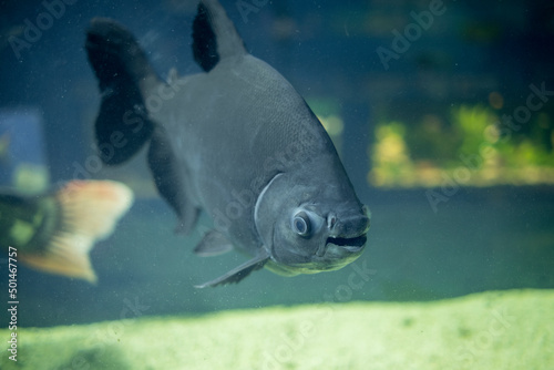 Brown pacu in the aquarium.  Colossoma macropomum freshwater fish. photo