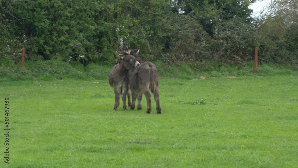 Two Black Donkeys Licking Each Other On The Ireland Farm, In Laois County, Europe. Handheld Shot Two Black Donkeys Licking Each Other On The Ireland Farm, In Laois County, Europe. Handheld Shot