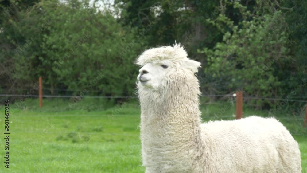 An Alpaca Standing On The Meadow In Castleview Open Farm, Ireland - medium shot An Alpaca Standing On The Meadow In Castleview Open Farm, Ireland - medium shot