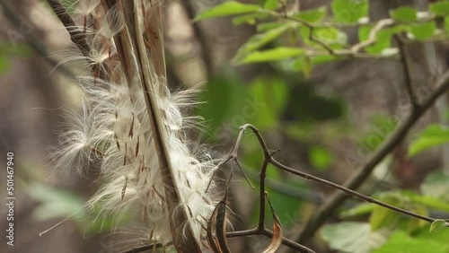 Cynanchum rostellatum weed seeds . photo